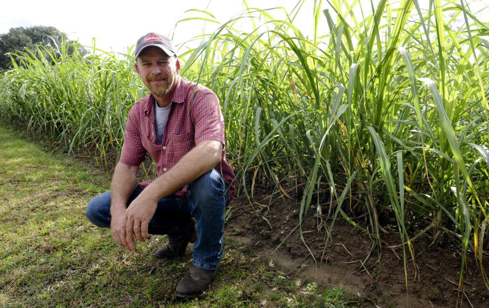 Syrup with soul: how old family recipe from Louisiana cane country earned cult following among New Orleans chefs _lowres